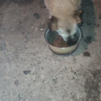 photo de livraison pour Ivana Nikolić