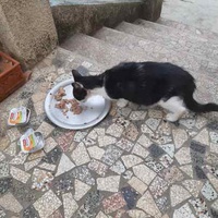 photo de livraison pour L'Arche des Amis à pattes