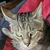 photo animal