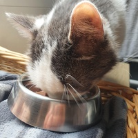 photo de livraison pour Animalove