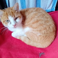 photo de livraison pour Les Félins Concitoyens de Saint Eliph