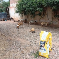 photo de livraison pour Help Adopt Moroccan Animals