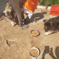 photo de livraison pour Animal Shields Oradea