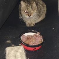 photo de livraison pour Protect Cat