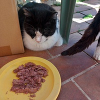 photo de livraison pour L'Ecole du Chat Istreen