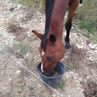 photo de livraison pour Equi-Libre : Droit à la Retraite Equine