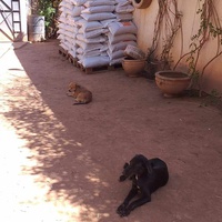photo de livraison pour Help Adopt Moroccan Animals