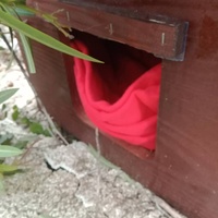 photo de livraison pour Les Chats-Pitresdelavi-Ste