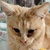 photo animal