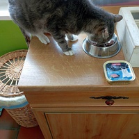photo de livraison pour Les Chats de la Rue