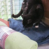 photo de livraison pour Au Bonheur des Chats Libres