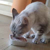 photo de livraison pour Les Chats Libres de Mirepeisset