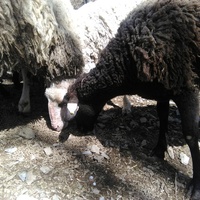 photo de livraison pour Ulyan