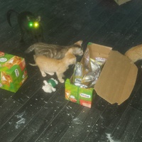 photo de livraison pour Cruzy Cat 34