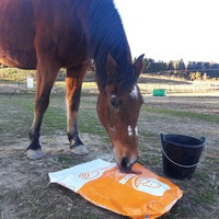 photo de livraison pour Happy Horse Day