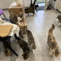 photo de livraison pour SADF (Sauvetage des animaux domestiques de France)