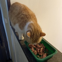 photo de livraison pour Les Chats de Condom 32