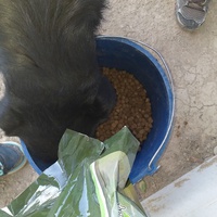 photo de livraison pour Animales Abandonados Granada