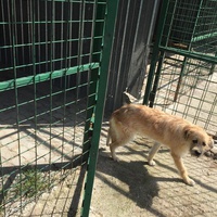 photo de livraison pour Save & Hope for Dogs