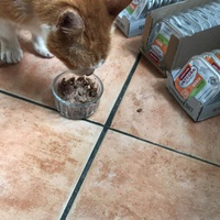 photo de livraison pour Paroles de Chats