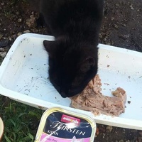 photo de livraison pour Les Chats-Pitresdelavi-Ste