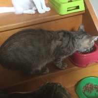 photo de livraison pour Pour l'Amour des Chats