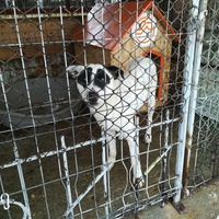 photo de livraison pour Refuge pour chiens de Baia Mare