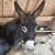 photo animal