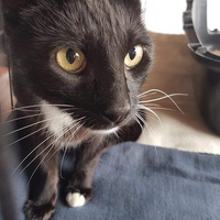 photo de livraison pour Les chats Port-Saint-Louisiens