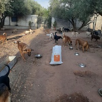 photo de livraison pour Help Adopt Moroccan Animals