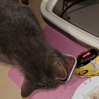 photo de livraison pour École du chat libre du Bocage bressuirais