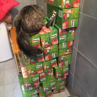 photo de livraison pour Protection Animale Amélienne