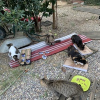 photo de livraison pour Les chats de chez nous
