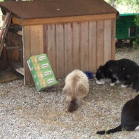 photo de livraison pour Amis des Chats de Cabestany
