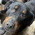 photo animal