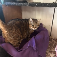 photo de livraison pour Les chats Port-Saint-Louisiens