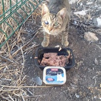 photo de livraison pour Les Chats-Pitresdelavi-Ste
