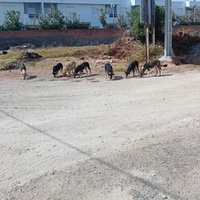 photo de livraison pour Comme Chiens et Chats Maroc