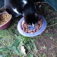 photo de livraison pour Chats Oubliés