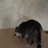 photo de livraison pour Chiens, Chats et Cie