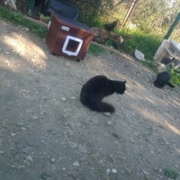 photo de livraison pour Les Chats-Pitresdelavi-Ste