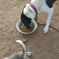 photo de livraison pour For the Strays - Paws of Greece
