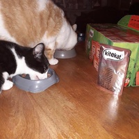 photo de livraison pour Patounes de Chats