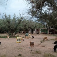 photo de livraison pour Help Adopt Moroccan Animals