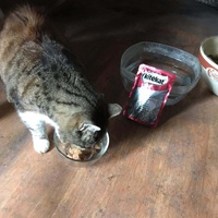 photo de livraison pour Les Chats de la Rue