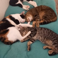photo de livraison pour Les Pattounes de l'Espoir
