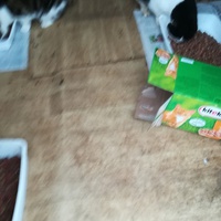 photo de livraison pour Chats Sans Toi"T"