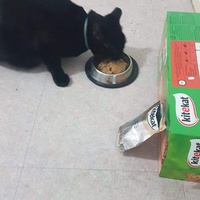 photo de livraison pour Les chats Port-Saint-Louisiens