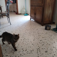 photo de livraison pour Chats Grains d'Amour