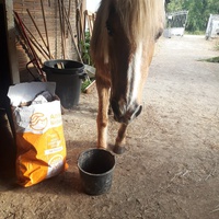 photo de livraison pour Happy Horse Day